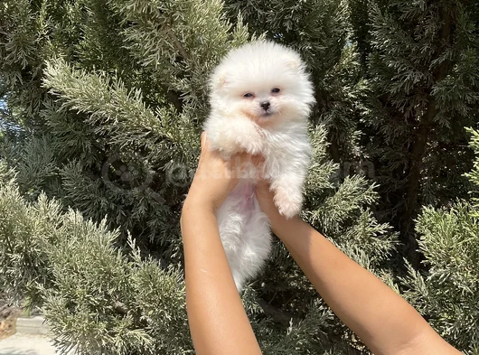 Pomeranian Boo Bebekler görsel