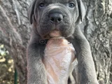 Harika Anatomi Cane Corso Yavrular