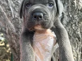 Harika Anatomi Cane Corso Yavrular