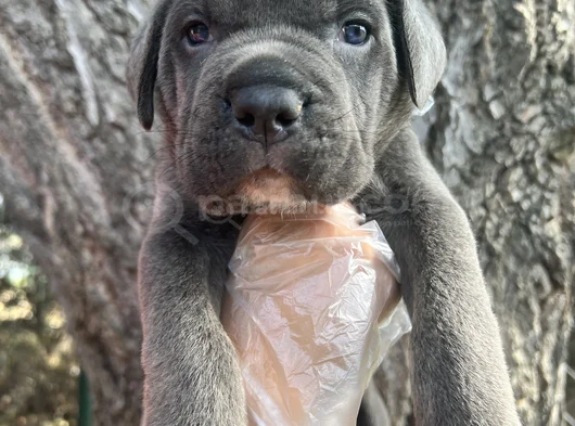 Harika Anatomi Cane Corso Yavrular görsel