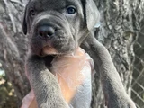 Harika Anatomi Cane Corso Yavrular