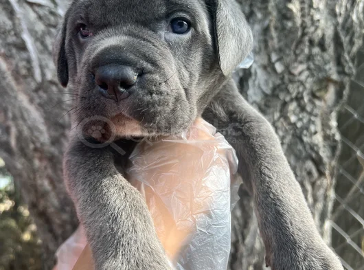 Harika Anatomi Cane Corso Yavrular görsel