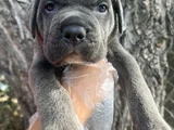Harika Anatomi Cane Corso Yavrular