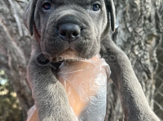 Harika Anatomi Cane Corso Yavrular
