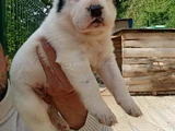 Di̇kkat Çeken Alabay Yavrulari