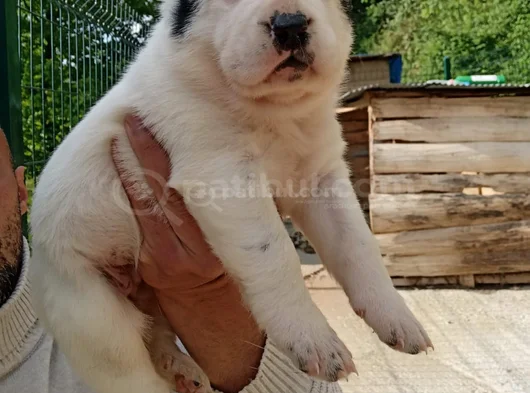Di̇kkat Çeken Alabay Yavrulari görsel