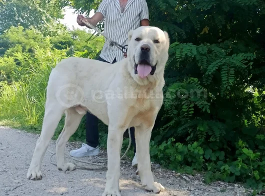Di̇kkat Çeken Alabay Yavrulari görsel
