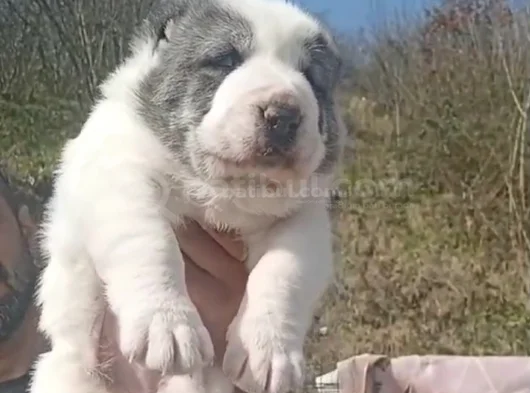 Di̇kkat Çeken Alabay Yavrulari