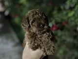 İnstagram Toypoodlepuppy09