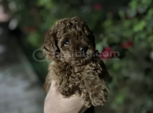 İnstagram Toypoodlepuppy09 görsel