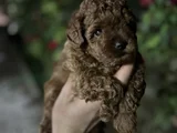İnstagram toypoodlepuppy09