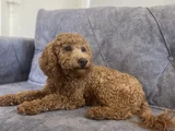 Kaliteli Yetişkin Poodle