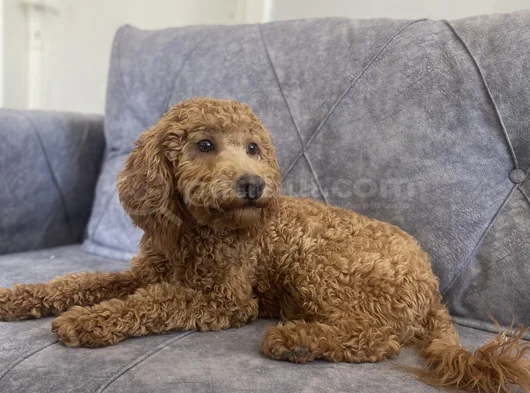 Kaliteli Yetişkin Poodle görsel