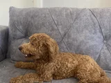 Kaliteli Yetişkin Poodle