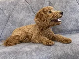 Kaliteli Yetişkin Poodle