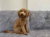 Kaliteli yetişkin poodle
