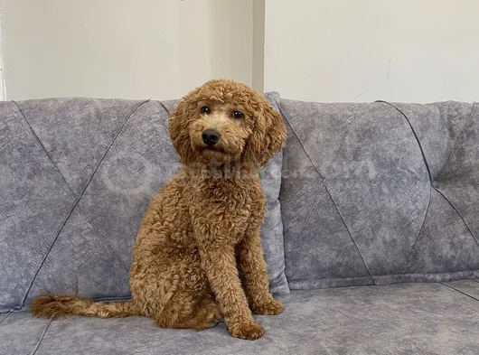 Kaliteli Yetişkin Poodle