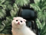 AYI SURAT SCOTTISH FOLD YAVRULARIMIZ
