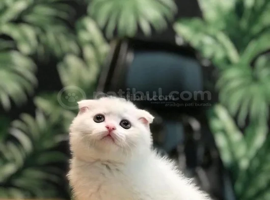 Ayi Surat Scottish Fold Yavrularimiz
