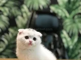 Ayi Surat Scottish Fold Yavrularimiz