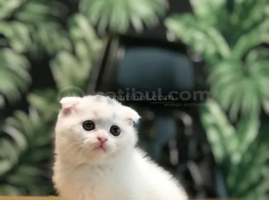 Ayi Surat Scottish Fold Yavrularimiz görsel