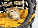 Safkan Longhai̇r Ve Shorthair Golden Yavrularimiz