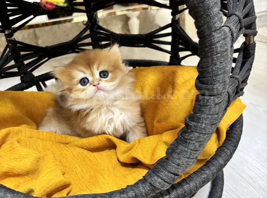 Safkan Longhai̇r Ve Shorthair Golden Yavrularimiz görsel