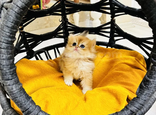 Safkan Longhai̇r Ve Shorthair Golden Yavrularimiz görsel