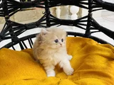 Safkan Longhai̇r Ve Shorthair Golden Yavrularimiz