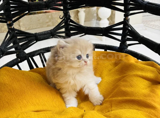 Safkan Longhai̇r Ve Shorthair Golden Yavrularimiz görsel