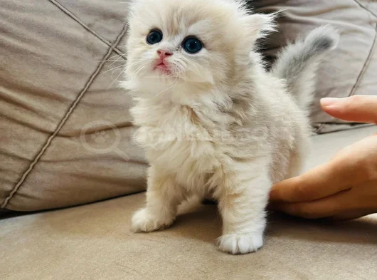Safkan Longhai̇r Ve Shorthair Golden Yavrularimiz