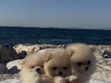 Pomeranian Boo Biblo Surat