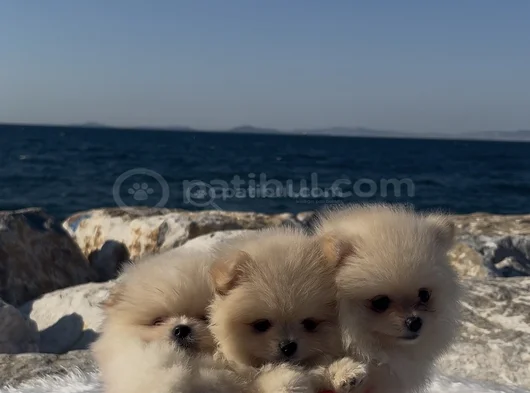 Pomeranian Boo Biblo Surat