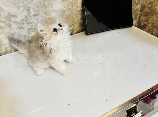 Safkan Longhai̇r Ve Shorthair Golden Yavrularimiz görsel