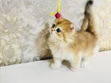 Safkan Longhai̇r Ve Shorthair Golden Yavrularimiz