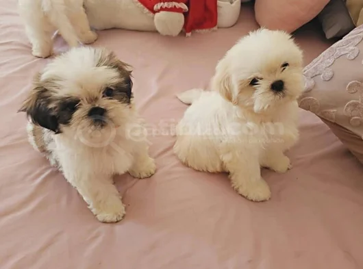 Ev Hayatına En Uygun Irktır Shih Tzu görsel