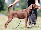 Mükemmel soy ağacına sahip efsane kızıl dobermanlar