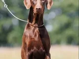 Mükemmel Soy Ağacına Sahip Efsane Kızıl Dobermanlar