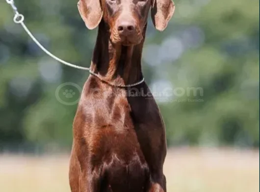 Mükemmel Soy Ağacına Sahip Efsane Kızıl Dobermanlar görsel