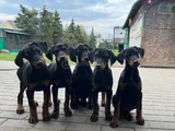 Siyah Elmas Kalıplı Doberman Yavrular
