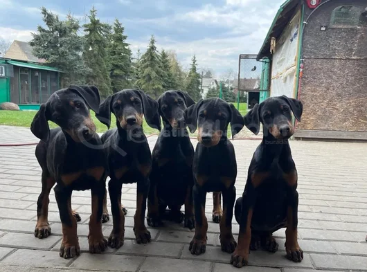Siyah Elmas Kalıplı Doberman Yavrular görsel