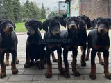 Siyah elmas kalıplı doberman yavrular