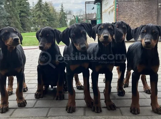 Siyah Elmas Kalıplı Doberman Yavrular