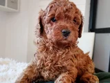 Red brown toy poodle en özel yavrular