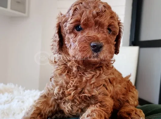 Red Brown Toy Poodle En Özel Yavrular