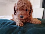 Red Brown Toy Poodle En Özel Yavrular