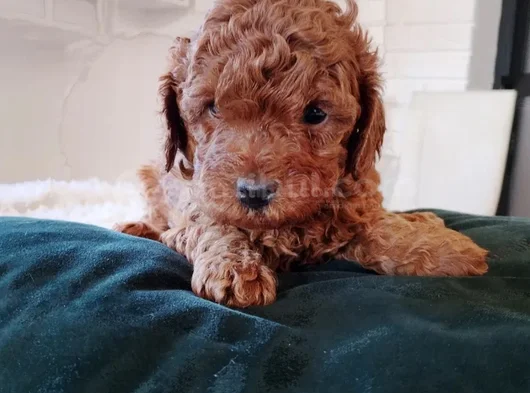 Red Brown Toy Poodle En Özel Yavrular görsel