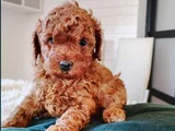 Red Brown Toy Poodle En Özel Yavrular