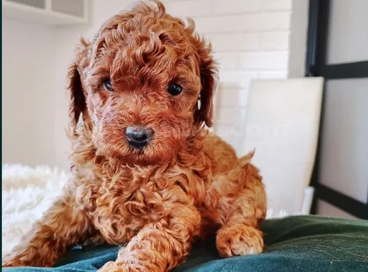 Red Brown Toy Poodle En Özel Yavrular görsel