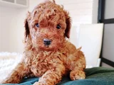 Red Brown Toy Poodle En Özel Yavrular